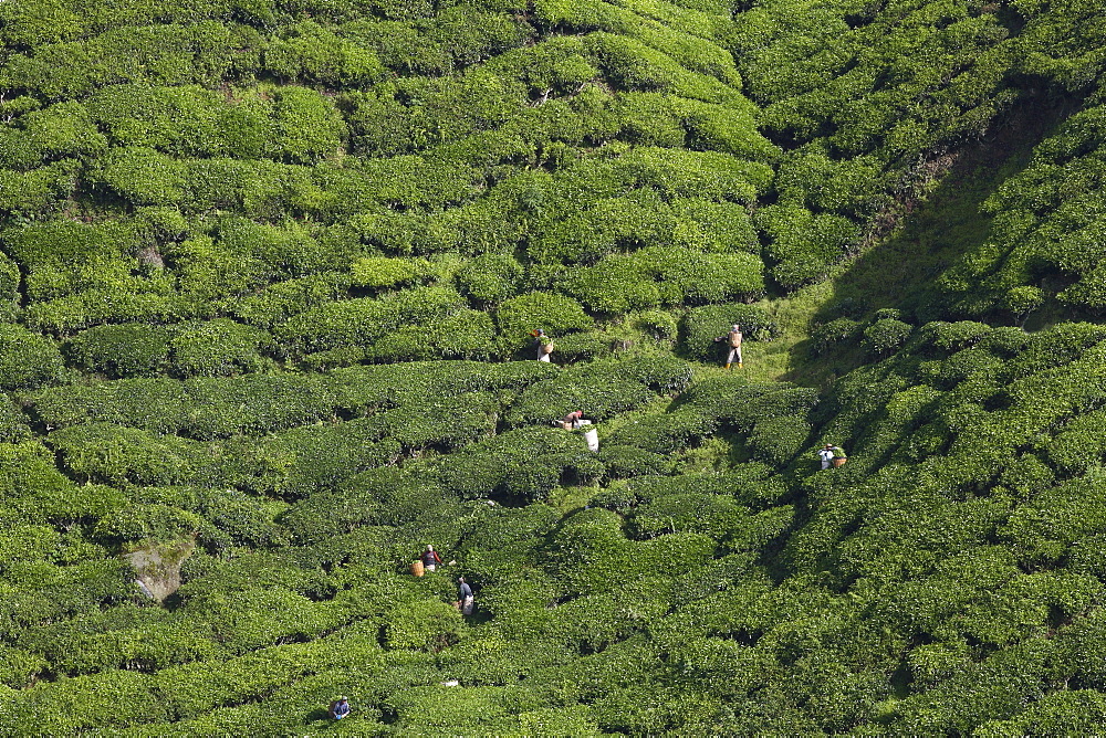 View of BOH Tea Plantation, Cameron Highlands, Malaysia, Southeast Asia, Asia