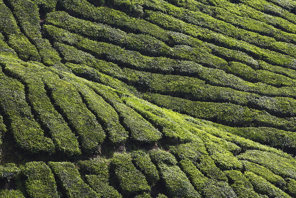 View of BOH Tea Plantation, Cameron Highlands, Malaysia, Southeast Asia, Asia