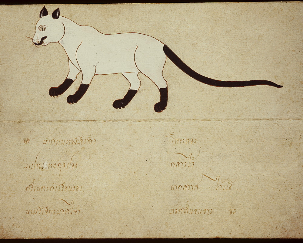 Thai manuscript on Siamese cats, dating from circa 1920, Thailand, Southeast Asia, Asia