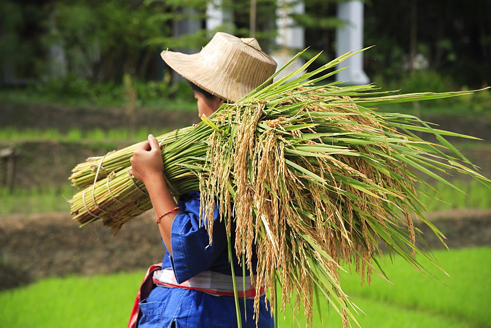 Rice farmer in Thailand, Southeast Asia, Asia