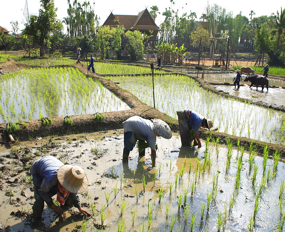 Planting rice, rice fields, Thailand, Southeast Asia, Asia