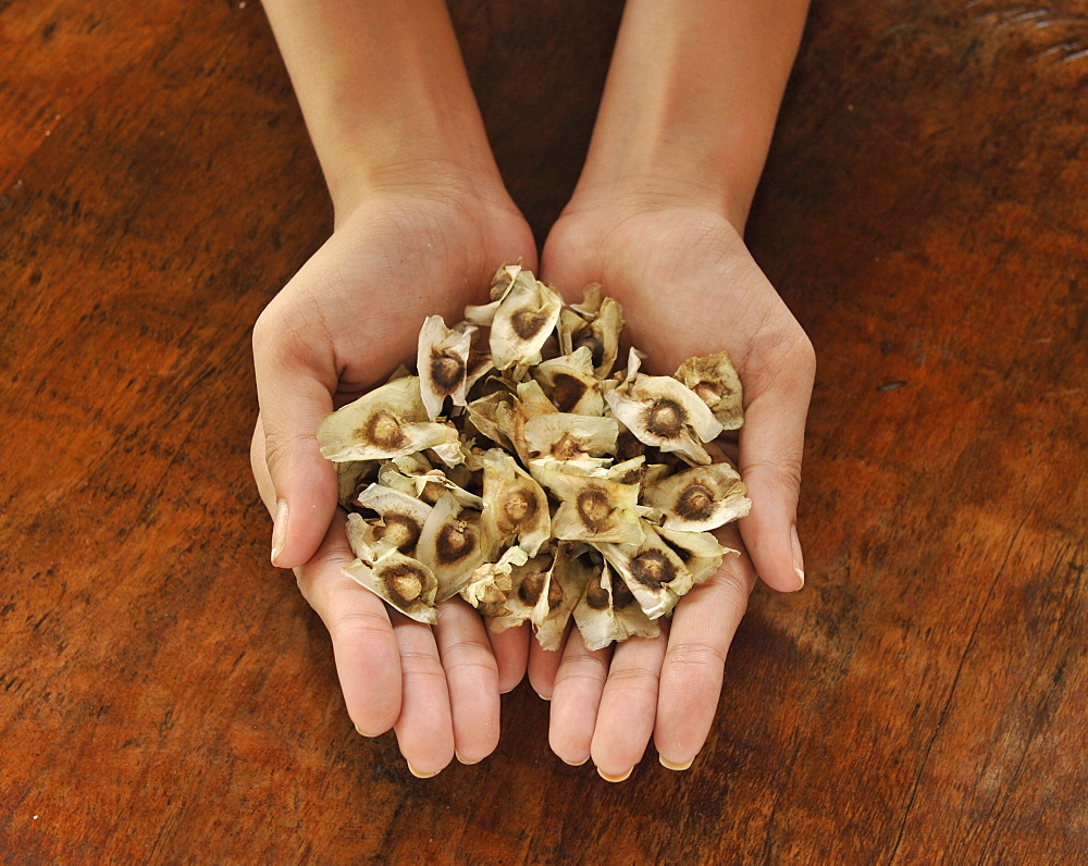 Pod seeds of Malunggay (Moringa oleifera Lam), a useful plant promoting good eyesight, digestion, and a cure for stomach ache