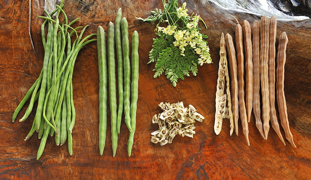 Moringa oleifera, bean oil tree, Malunggay (tagalog), purported to be beneficial for decreasing blood pressure and relieving headaches 