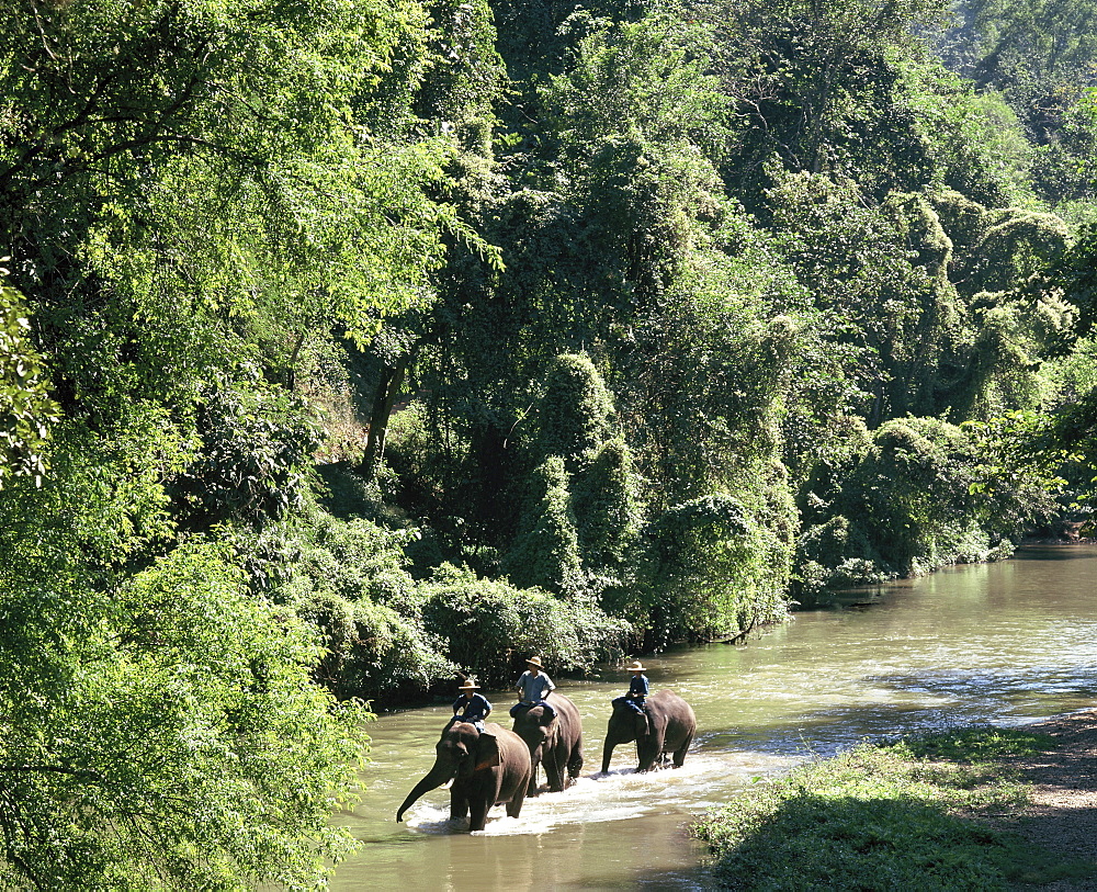 Elephants in the forest, Chiang Mai, Thailand, Southeast Asia, Asia