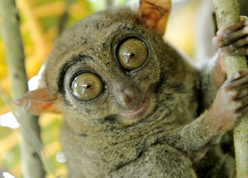 Tarsier fraterculus, the smallest living primate, only 130mm (5 inches) tall, Tarsier Sanctuary, Sikatuna, Bohol, Philippines, Southeast Asia, Asia