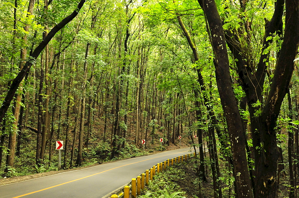 Mahogany forest, Bohol, Philippines, Southeast Asia, Asia