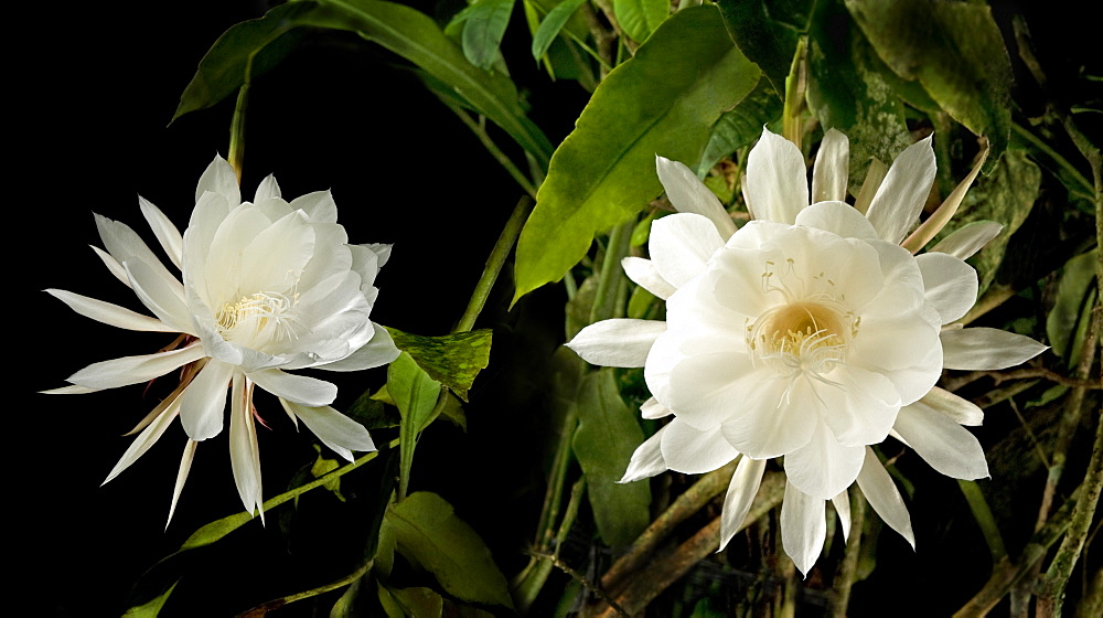 Queen of the night (Epiphyllum Oxypetalum), blooms only once at midnight for a few hours, then the flower drops, Philippines, Southeast Asia, Asia