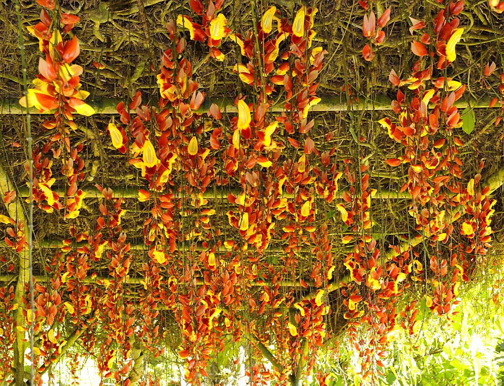 Thunbergia mysoriensis, a tropical vine, Philippines, Southeast Asia, Asia