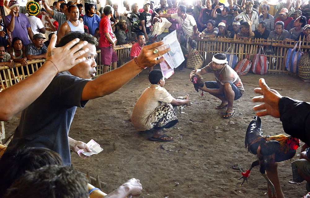 Cockfighting, Bali, Indonesia, Southeast Asia, Asia