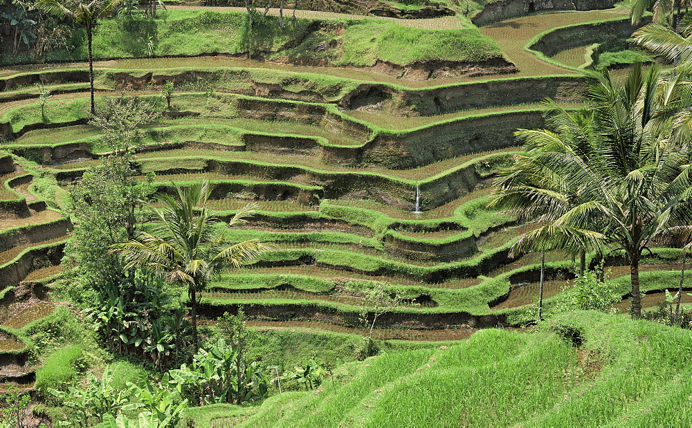 Terraced rice fields at Tegalagang, Bali, Indonesia, Southeast Asia, Asia 