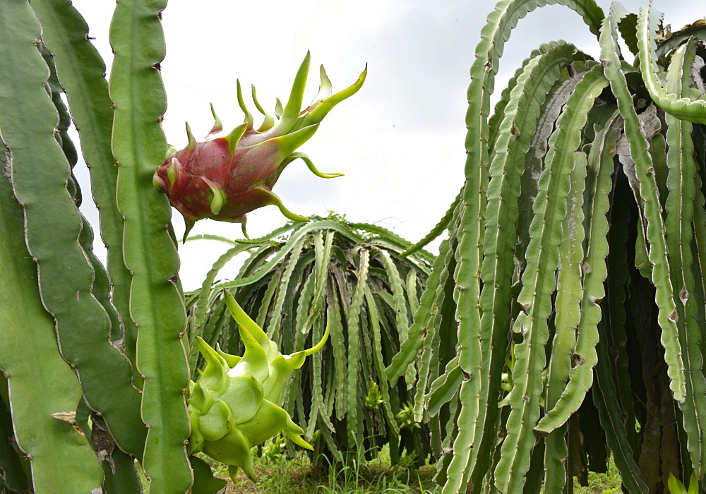 Dragon fruit, Phan Thiet, Vietnam, Indochina, Southeast Asia, Asia