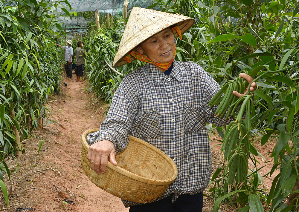 Vanilla plantation, Vietnam, Indochina, Southeast Asia, Asia