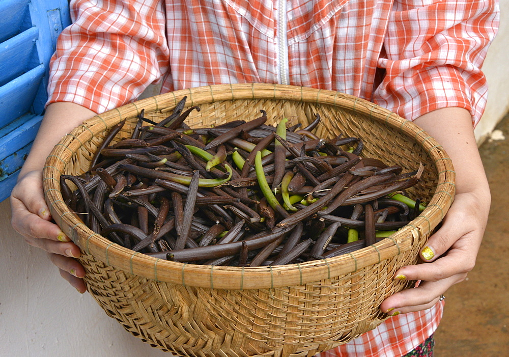 Vanilla pods, Vietnam, Indochina, Southeast Asia, Asia