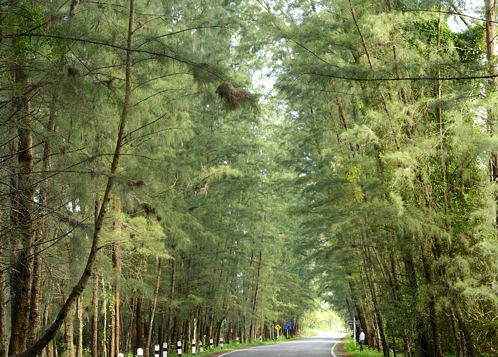 Avenue lined with casuarina tree, Si Kao, Trang, Thailand, Southeast Asia, Asia