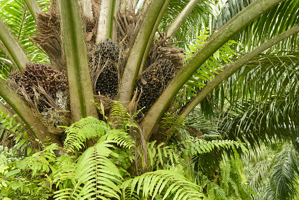 Palm oil nuts, Trang, Thailand, Southeast Asia, Asia