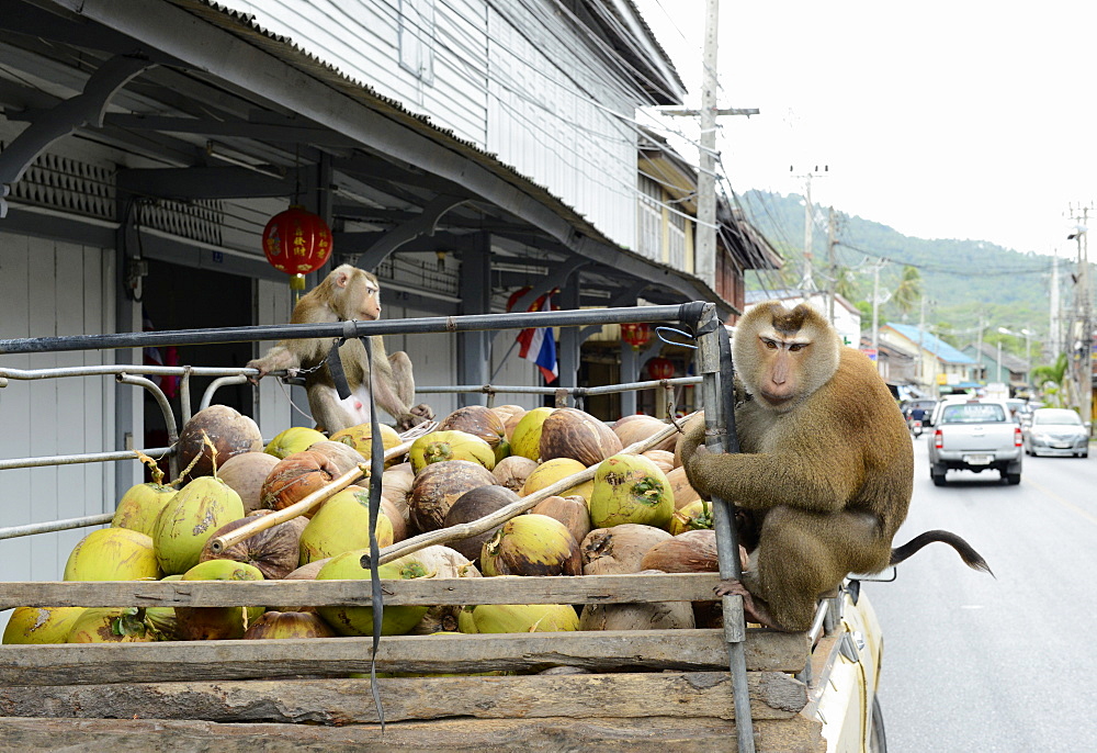 Macaque monkeys trained to collect coconuts in Ko Samui, Thailand, Southeast Asia, Asia