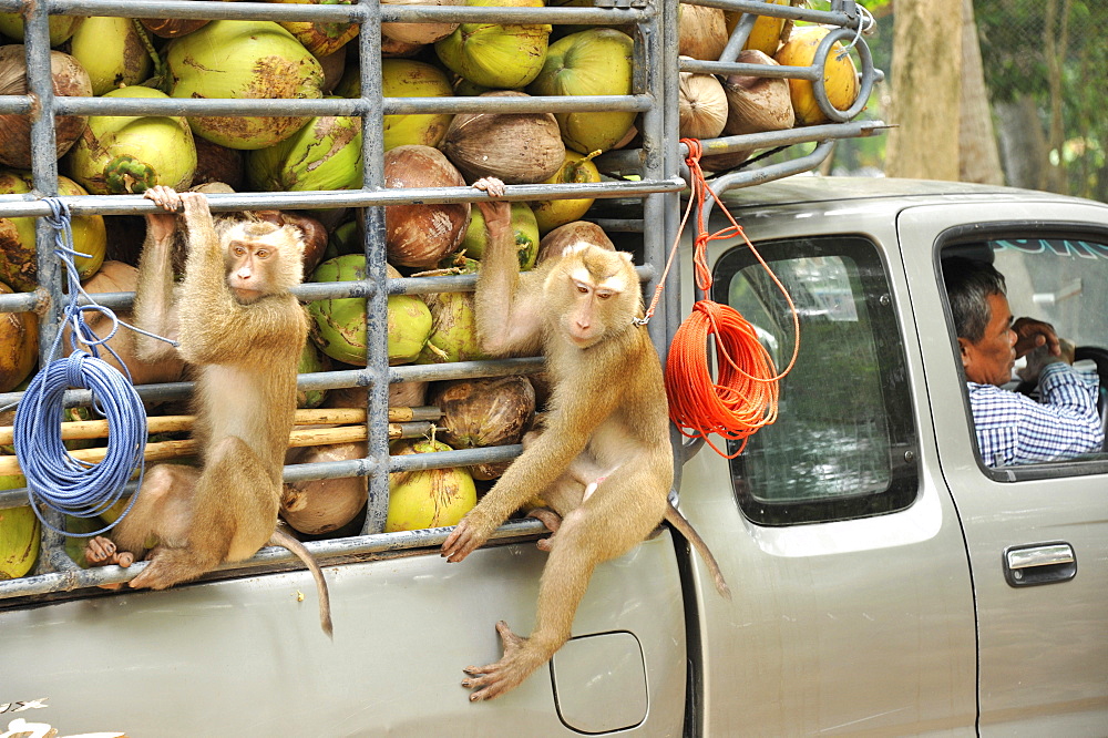 Macaque monkeys trained to collect coconuts in Ko Samui, Thailand, Southeast Asia, Asia