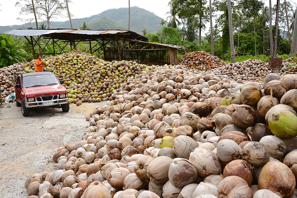 Coconut plantation, Ko Samui, Thailand, Southeast Asia, Asia