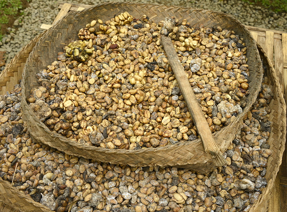 Kopi luwak, coffee harvested from the droppings of the palm civet, Ubud, Bali, Indonesia, Southeast Asia, Asia