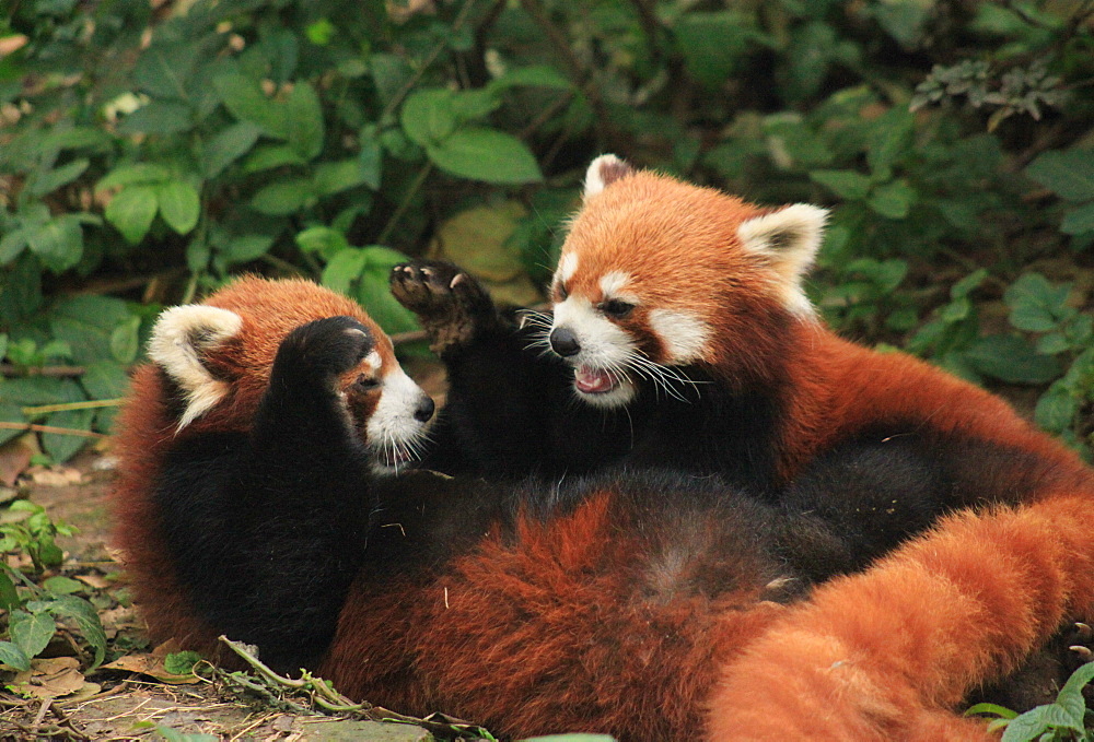 Red Panda, Chengdu Panda Reserve, Sichuan, China, Asia 