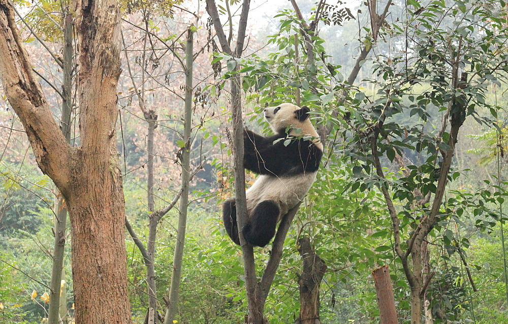 Giant Panda, Chengdu Panda Reserve, Sichuan, China, Asia 