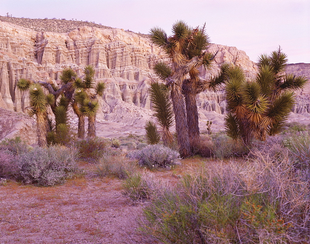 Joshua trees, Mojave yucca, just before dawn, Red Rock Canyon State Park, California, United States of America (USA), North America