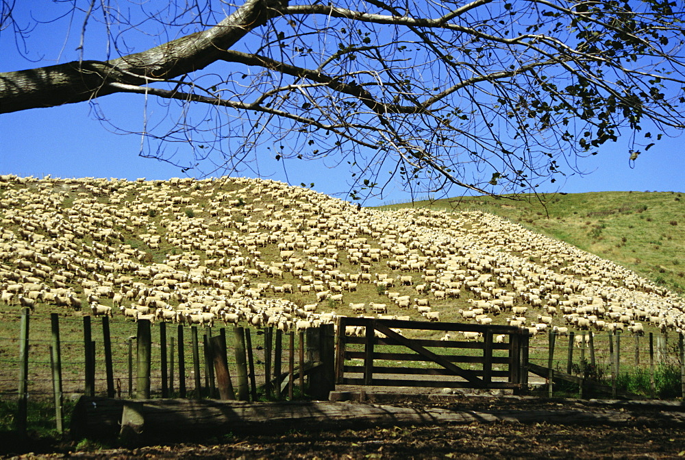 Sheep brought in for shearing, Tautane Station, North Island, New Zealand, Pacific