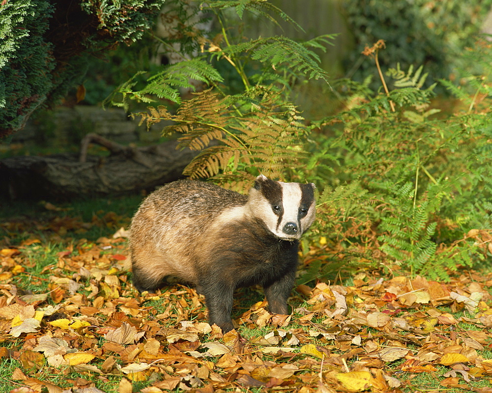 Badger (Meles Meles), United Kingdom, Europe