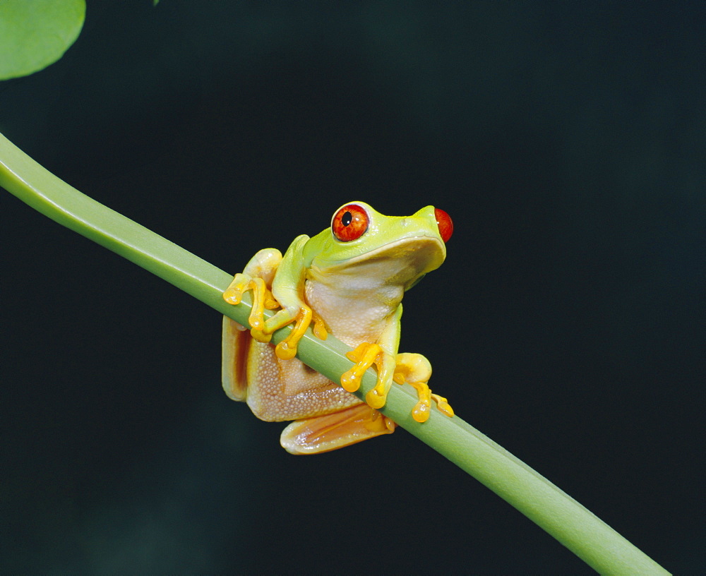 Red eyed tree frog (Agalythnis Callidryas), South America