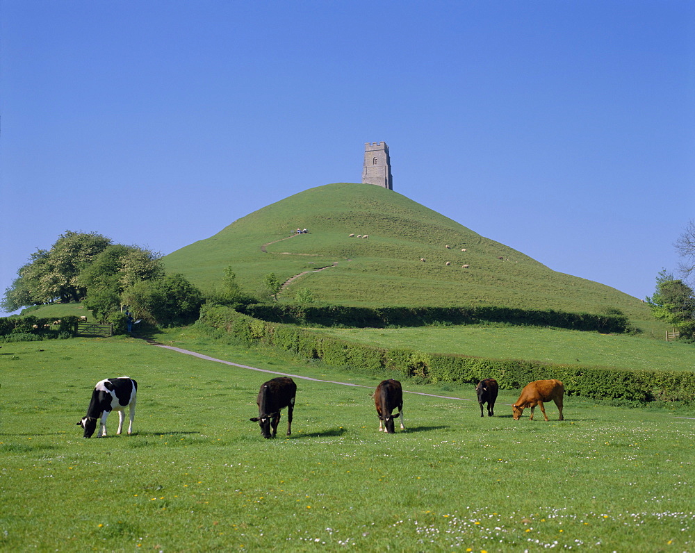 Cattle grazing in front of Glastonbury Tor, Glastonbury, Somerset, England, UK, Europe