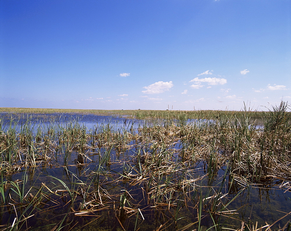 Swamps, Everglades National Park, UNESCO World Heritage Site, Florida, United States of America, North America