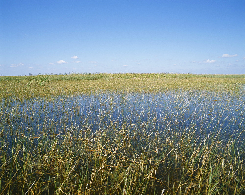 The Everglades, Everglades National Park, Florida, United States of America (USA), North America