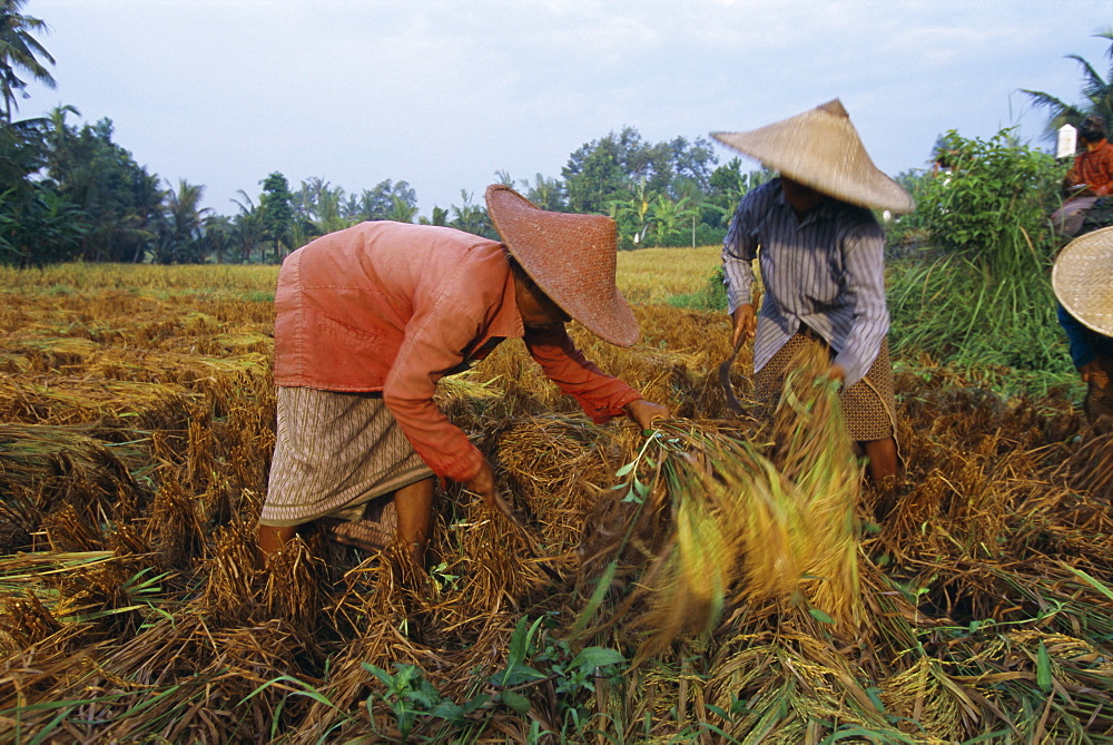 Harvesting rice, Bali, Indonesia, Asia