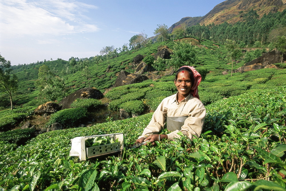 Portrait of a woman picking tea in a tea plantation, Munnar, Western Ghats, Kerala state, India, Asia