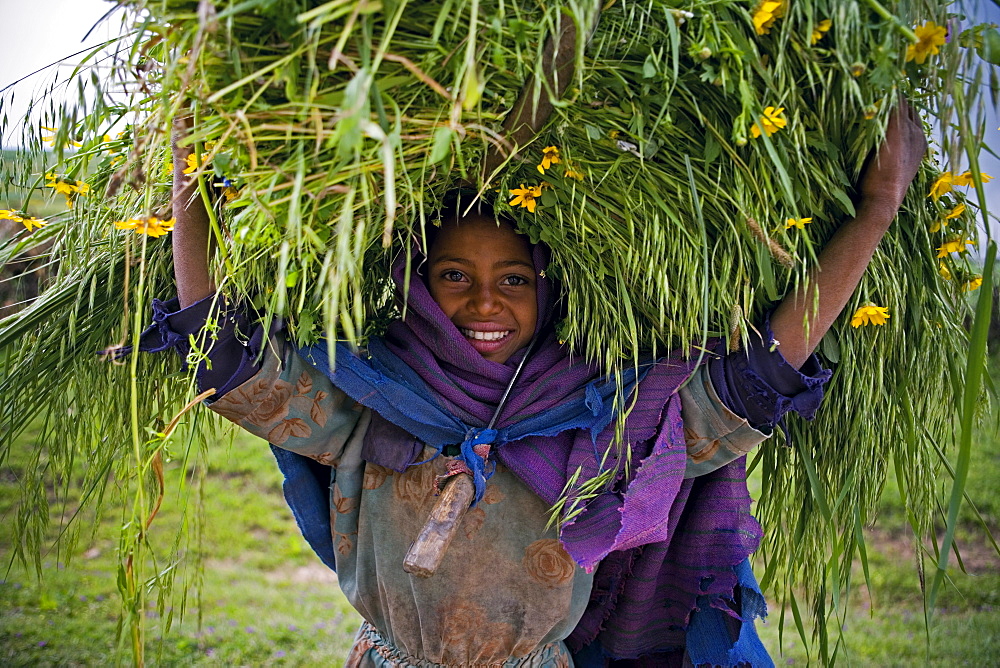 Portait of local girl carrying a large bundle of wheat and yellow Meskel flowers, Simien Mountains, The Ethiopian Highlands, Ethiopia, Africa