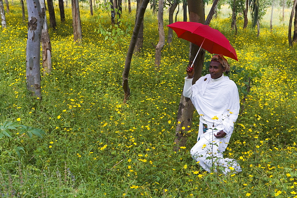 Ethiopian woman holding a red umbrella in a fertile green field of Eucalyptus trees and blooming yellow Meskel flowers, The Ethiopian Highlands, Ethiopia, Africa