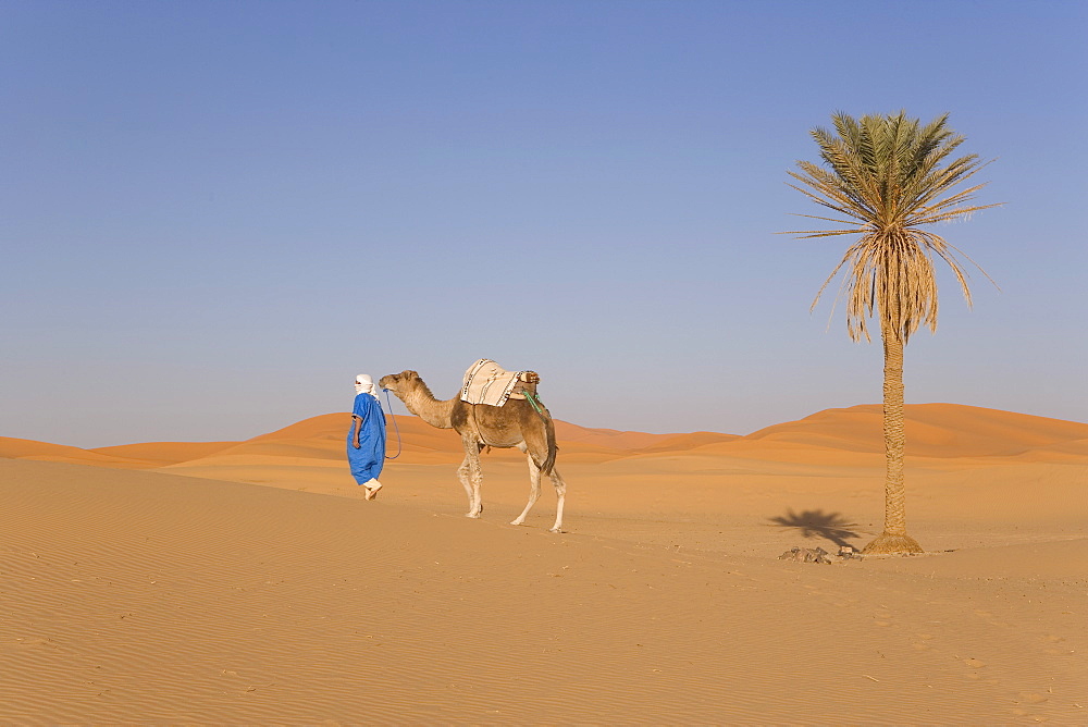 Camel, Erg Chebbi, Merzouga, Sahara Desert, Morocco, North Africa, Africa