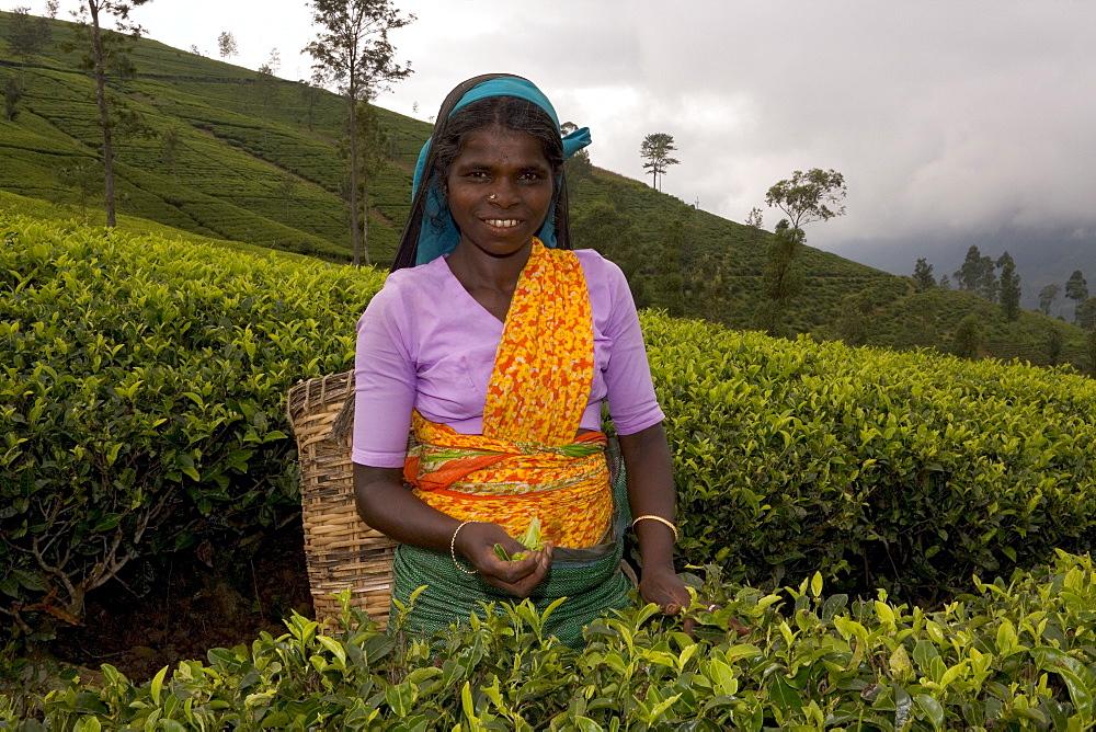 Portrait of a woman tea picker, Tea Hills, Hill Country, Nuwara Eliya, Sri Lanka, Asia