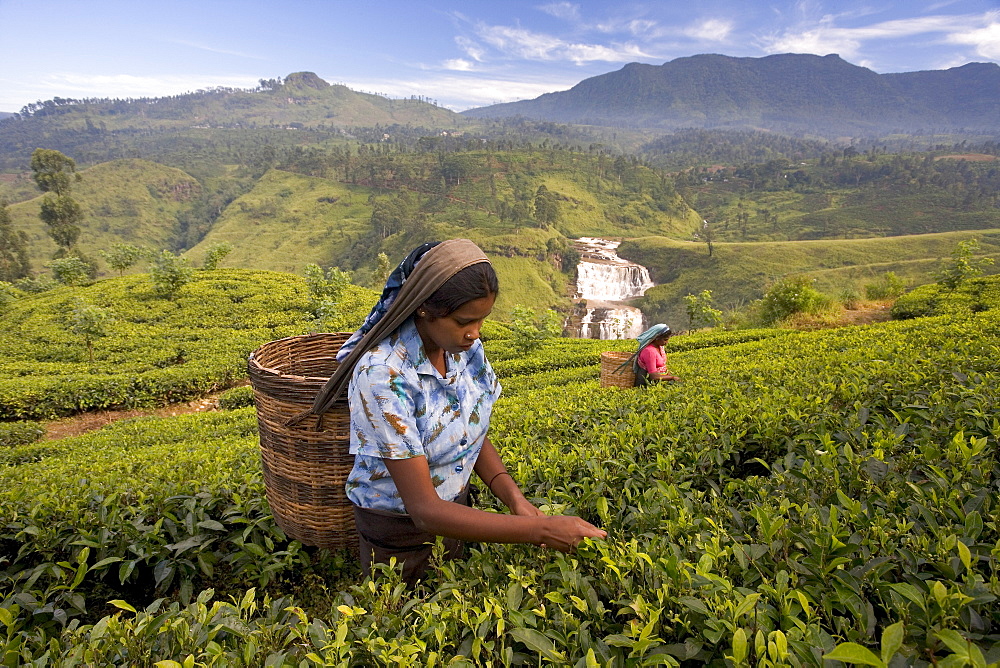 Women tea pickers, Tea Hills, Hill Country, Nuwara Eliya, Sri Lanka, Asia