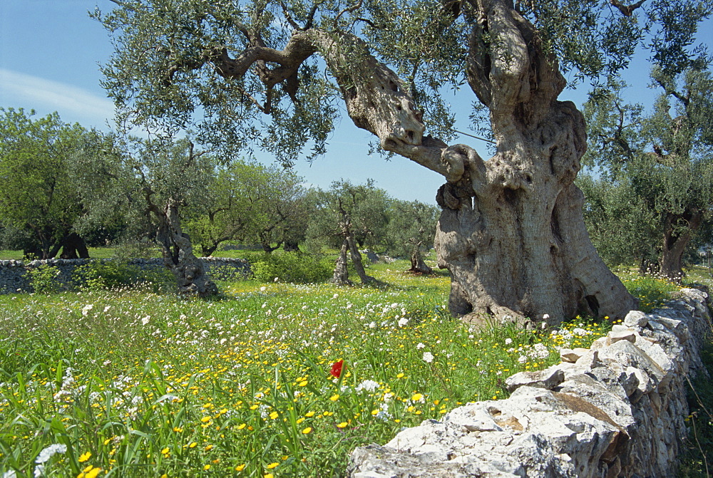 Olive trees, Puglia, Italy, Europe