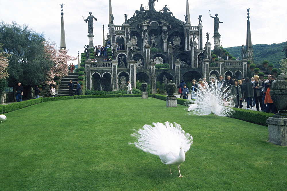 White peacocks in front of folly, Isola Bella, Lake Maggiore, Piedmont, Italy, Europe