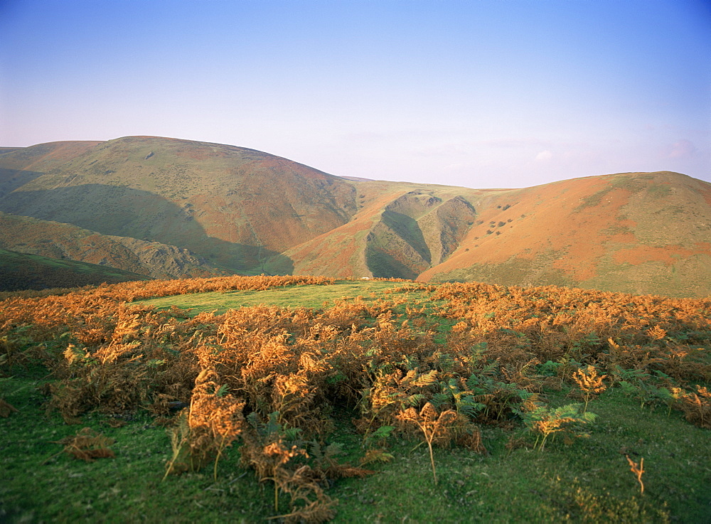 An autumn evening, The Long Mynd, Shropshire, England, United Kingdom, Europe