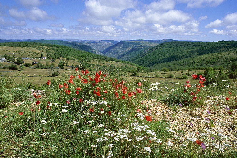 Causse Mejean, Gorges du Tarn behind, Lozere, Languedoc-Roussillon, France, Europe