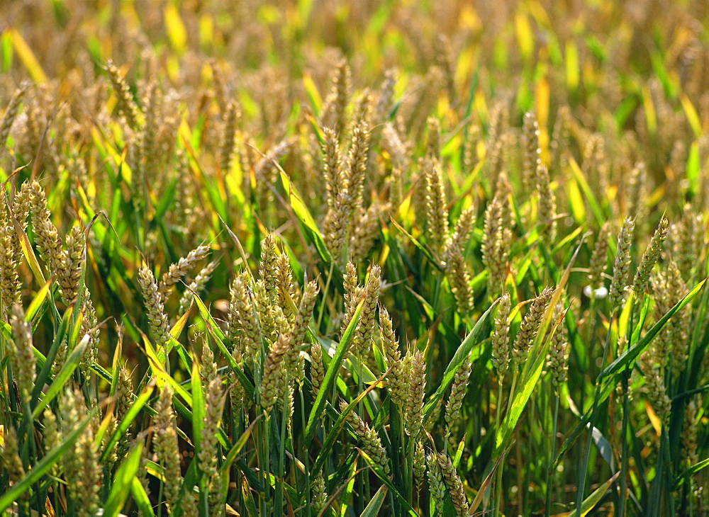 Close-up of heads of wheat in a summer field at Enfield Chase, near London, England, United Kingdom, Europe