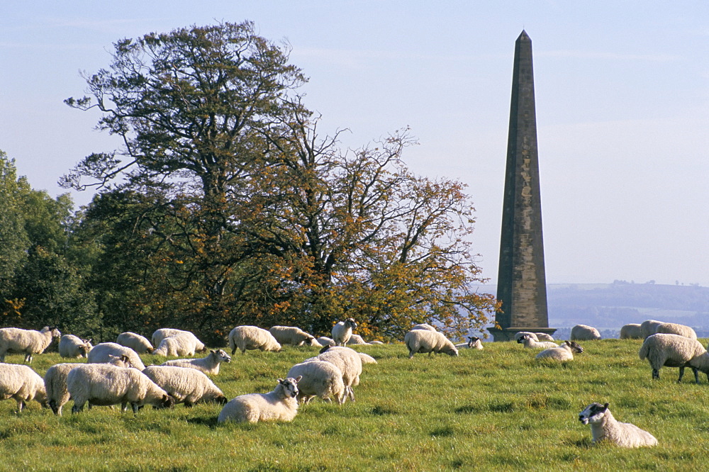 Sheep and obelisk, Welcombe Hills, near Stratford upon Avon, Warwickshire, England, United Kingdom, Europe