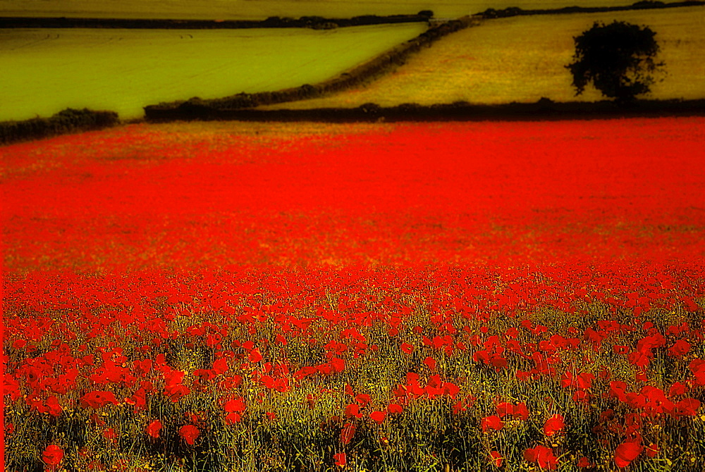 Field of poppies in farmland