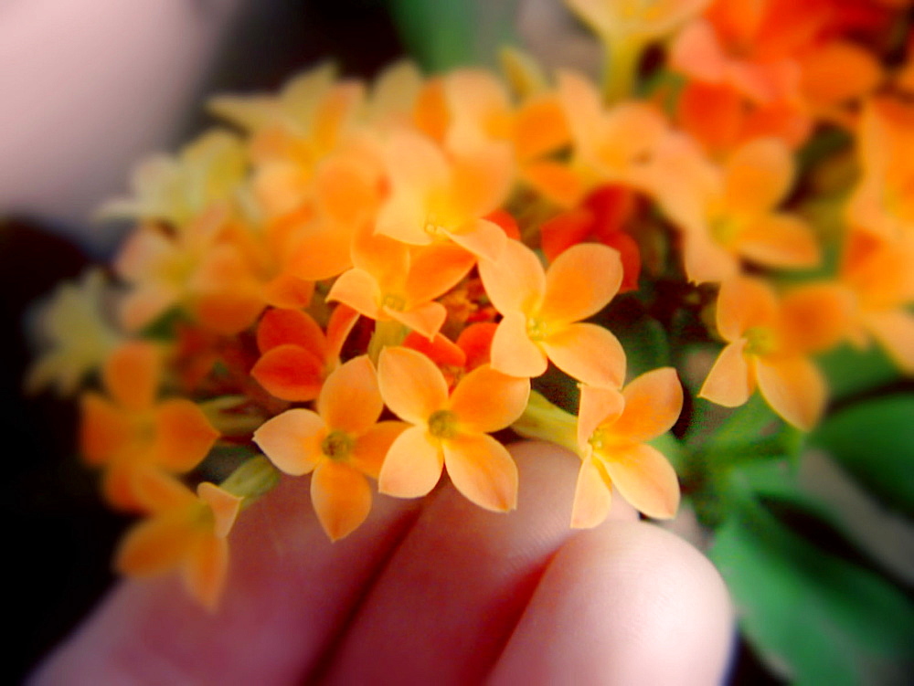 Picking up a yellow flower