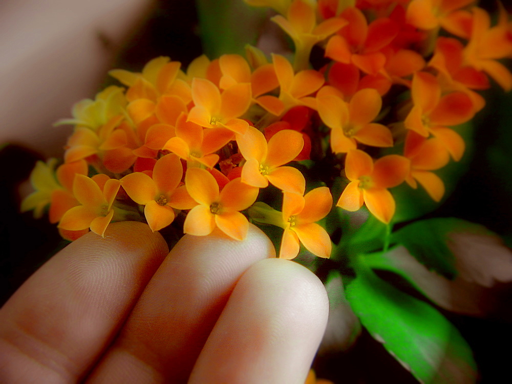 Inspecting a yellow flower