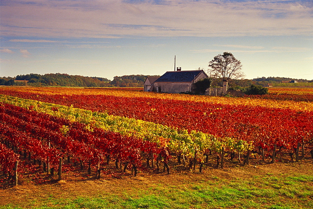 Vineyards near Loches, Indre et Loire, Touraine, Loire Valley, France, Europe