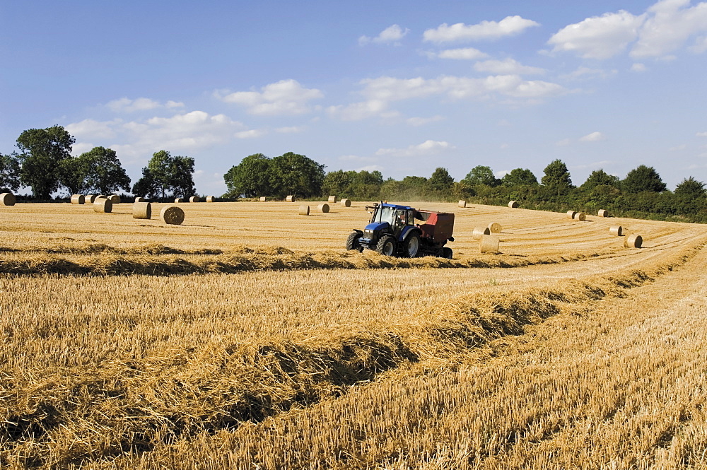 Tractor harvesting near Chipping Campden, along the Cotswolds Way footpath, The Cotswolds, Gloucestershire, England, United Kingdom, Europe